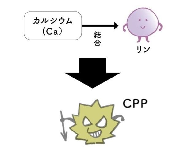 あなたの腎臓は大丈夫？「リンの取り過ぎ」で慢性腎臓病に