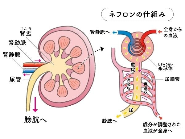 腎臓はどんな働きをしている?
