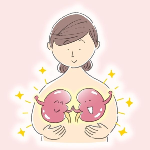 腎臓はどんな働きをしている?