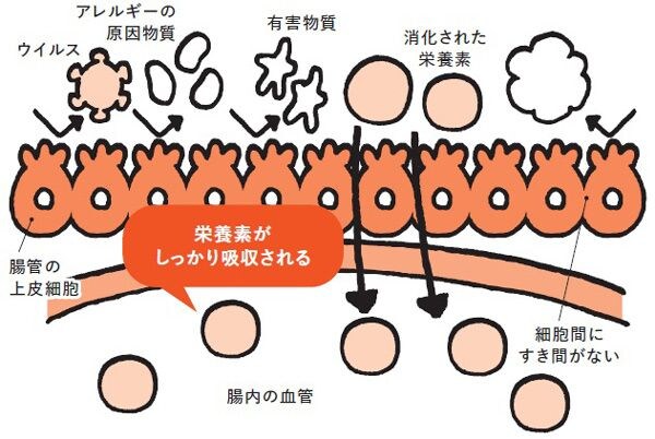■正常な腸粘膜