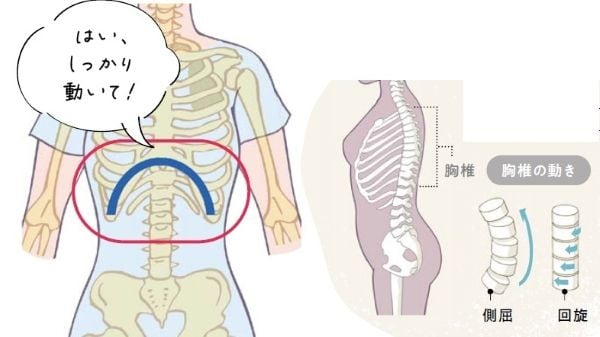 背骨を動かすと固まった肋骨下部が動き出す仕組み