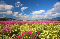 関西で楽しむイベント！ 10月上旬のおすすめカレンダー【2025年10月1日（水）～10日（金）編】