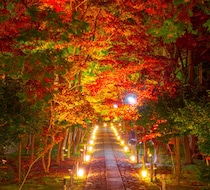 【京都・嵐山】隠れ紅葉スポット!? 「鹿王院」の夜間特別拝観が始まるで～