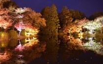 【京都府立植物園】幻想的アートイベント「ライトサイクル京都」に紅葉ライトアップが登場！