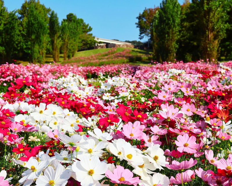 【兵庫】「国営明石海峡公園」の入園券がもらえる♡ 「アクアイグニス淡路島 Trailer Park」の新サービスが登場