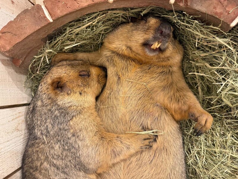 急いで予約しよ！ 西日本初の「マーモット専門アニマルカフェ」が大阪・守口にグランドオープン