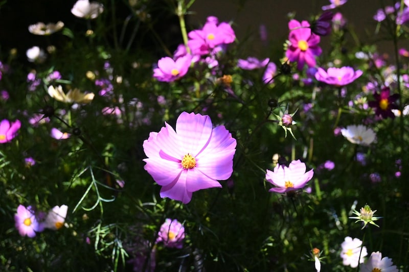 まるで流れ星みたい……！光り輝くコスモスが「チームラボ ボタニカルガーデン 大阪」で見ごろ♡