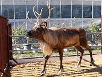 本物のトナカイと写真が撮れる！「神戸どうぶつ王国」でクリスマスイベント開催