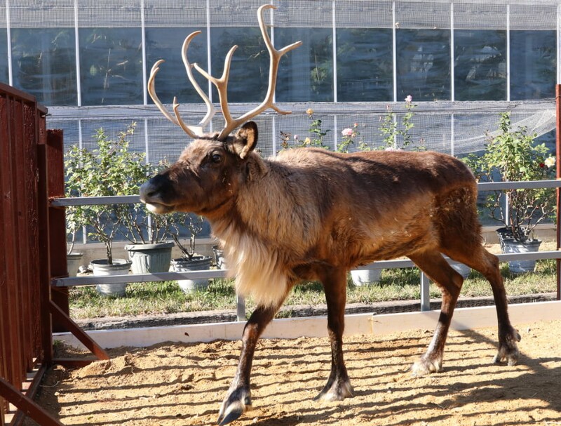 本物のトナカイと写真が撮れる!「神戸どうぶつ王国」でクリスマスイベント開催