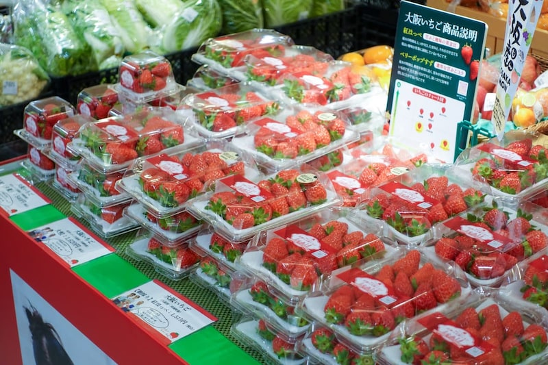 【期間限定】あべのハルカスで大阪いちご「はるかすまいる」の朝採り販売がスタート！