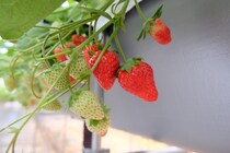 ファミリーで冬遊び！ 関空から一番近い体験型農園でいちごを収穫しよう