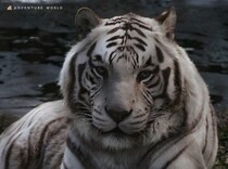 【和歌山】動物たちの“夜の素顔”が見られるチャンス！ アドベンチャーワールドで「ナイトサファリ」が開催