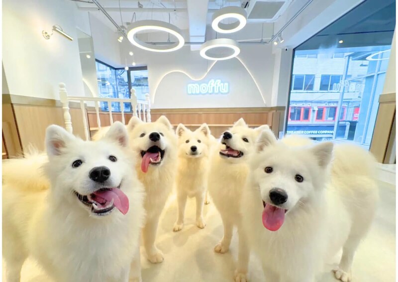 大阪・心斎橋に“もふもふカフェ”プレオープン！ サモエドと癒やしの時間を
