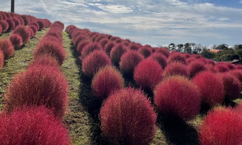 【滋賀・高島】「びわこ箱館山」の秋はお楽しみがいっぱい！ 紅葉コキアやお月見メニューで秋を堪能