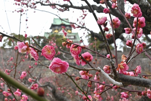 【梅まだ？】関西屈指の梅スポット「大阪城 梅林」の開花状況を速報でお届け！ 見頃は2月中旬やねんて