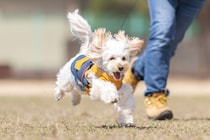 【神戸】「ハーバーワンダーランド」開催！ 絶景の神戸港を愛犬と駆け抜けよう