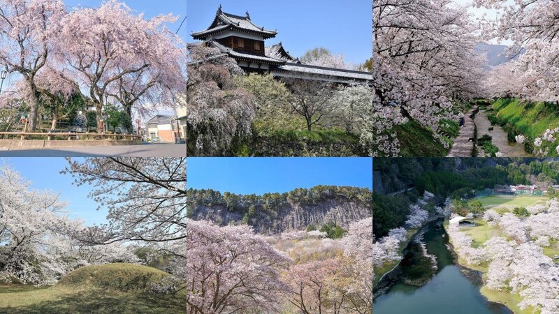 【2026】奈良の隠れた桜名所6選! 幻の鉄道跡から古墳を彩る桜まで、地元編集部おすすめスポット