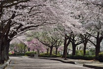 【京都】桜のトンネルが楽しめる「2026亀岡さくらウィーク」が開催！ 夜桜ライトアップやエコマルシェも