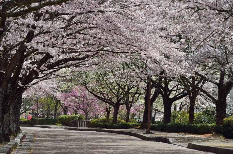 【京都】桜のトンネルが楽しめる「2026亀岡さくらウィーク」が開催! 夜桜ライトアップやエコマルシェも