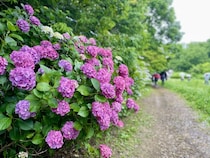 【奈良】爽やかな4,000株のアジサイ♡ 「にぎわいマルシェ in馬見花菖蒲」が開催！
