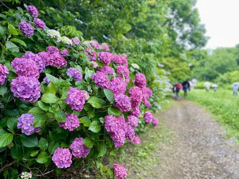 【奈良】爽やかな4,000株のアジサイ♡ 「にぎわいマルシェ in馬見花菖蒲」が開催！