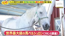 【大阪】ペット同伴で大満喫！世界最大級の馬や癒やし動物と触れ合う「ワールド牧場」