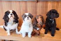 【大阪・堺】推しわんことの触れ合いが幸せすぎる……！ さまざまな犬たちと出会える待望のドッグカフェがオープン