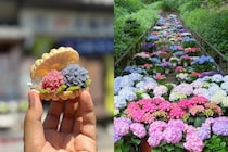 【奈良】長谷寺のあじさい＆門前町グルメ巡り！ 初夏のおすすめ日帰りさんぽ