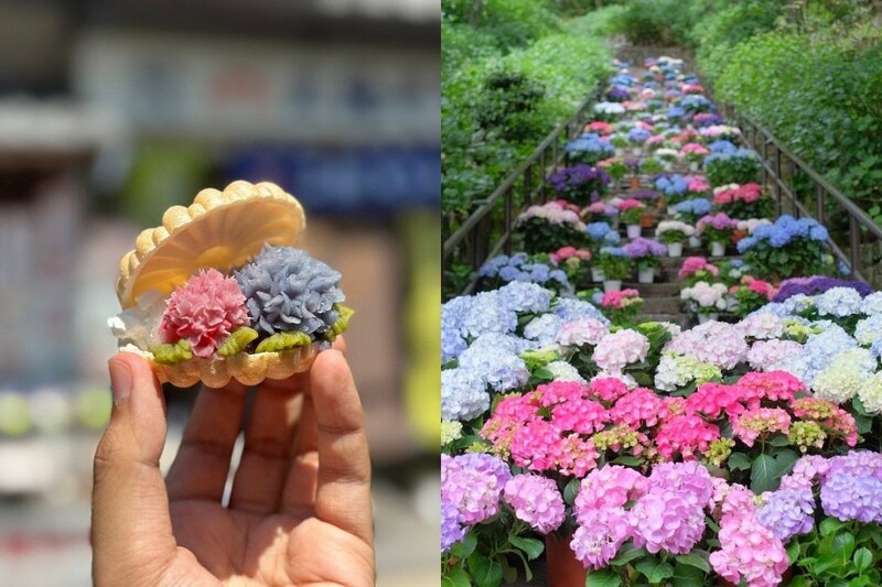 【奈良】長谷寺のあじさい&門前町グルメ巡り! 初夏のおすすめ日帰りさんぽ