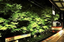【京都】「青もみじのライトアップ」を実施！ 幻想的な"もみじのトンネル”を抜けて貴船・鞍馬へ