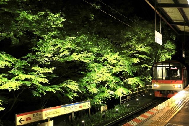 【京都】「青もみじのライトアップ」を実施! 幻想的な"もみじのトンネル”を抜けて貴船・鞍馬へ