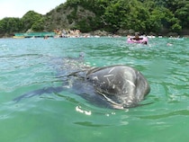 【ここだけ】クジラと一緒に海水浴が楽しめる！ 夏季限定イベント「くじらに出会える海水浴場」が開催