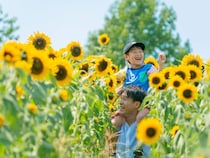 涼しい早朝から1日遊べる！ 写真映え抜群な「約7万本のひまわり畑」がハーベストの丘に登場