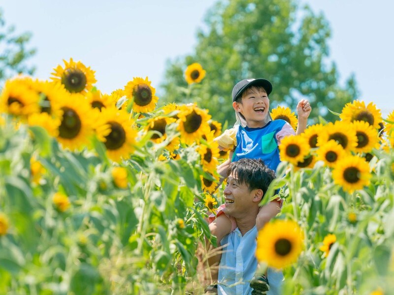 涼しい早朝から1日遊べる！ 写真映え抜群な「約7万本のひまわり畑」がハーベストの丘に登場