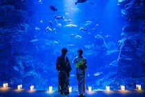 【京都水族館】夜8時まで延長！ 幻想的な「夜のすいぞくかん」で非日常を素敵に過ごす♡
