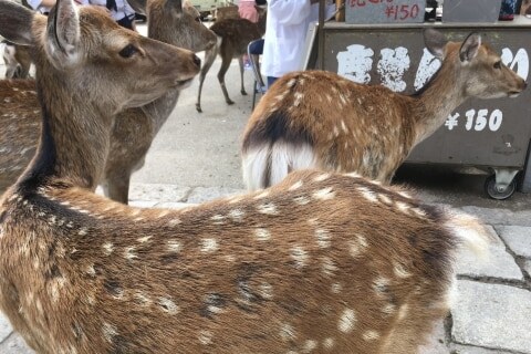 日テレ「奈良公園シカ」報道炎上、街頭インタビュー依存が背景か…それでも「現地取材をやめるな!」TVプロデューサーの提言