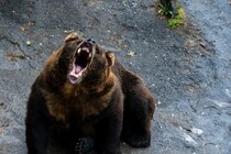 「プーさんみたいな可愛いクマはいない」全国で相次ぐ熊被害…駆除か共生か、分断される世論