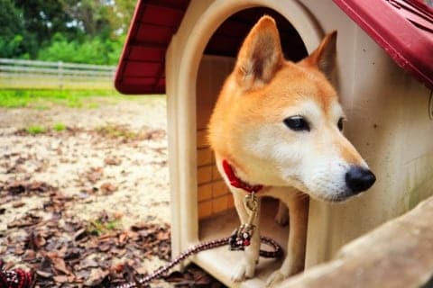 相次ぐクマの襲撃で「犬をしまえ」が話題に　愛犬の「外飼い」は法的に問題ない？