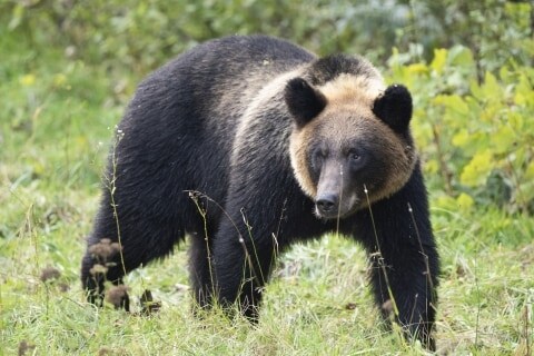 クマ出没、文科省が全国の学校に緊急通知 「通学路の点検・変更を」安全確保を要請