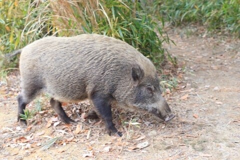東京の西側でクマ、東側でイノシシ「目撃情報」相次ぐ…江戸川区では防災無線で注意呼びかけ