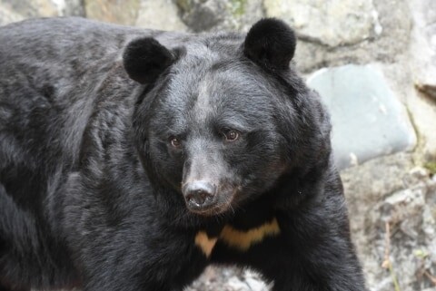 「意図的に人間を攻撃」クマの被害拡大に専門家集団が警鐘「もはや個人の努力では防げない」