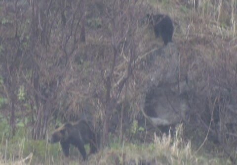 知床の駐車場でヒグマが10メートル先に…駆除までの一部始終、「至近距離」で生き延びるために必要な行動とは