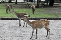 奈良公園近くの山中に「クマ目撃」情報、シカや観光への影響は…県「今のところ平坦部におりてくる心配はない」
