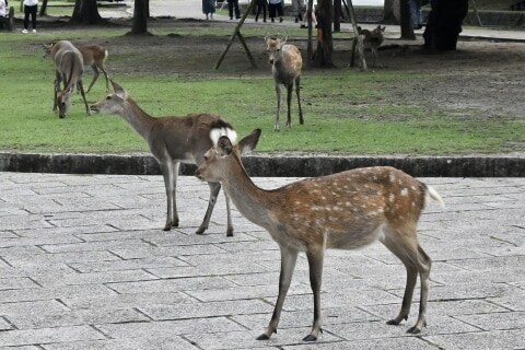 奈良公園近くの山中に「クマ目撃」情報、シカや観光への影響は…県「今のところ平坦部におりてくる心配はない」