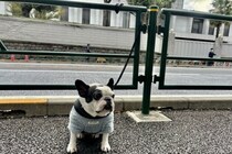犬を「ガードレール」につなぐのは違法？ 俳優の投稿で物議、警察庁「道交法違反のおそれ」