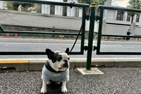 犬を「ガードレール」につなぐのは違法? 俳優の投稿で物議、警察庁「道交法違反のおそれ」