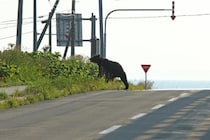 「毎日が恐怖です」クマ出没エリアから都心へ通勤　ケガしたら労災になるのか？