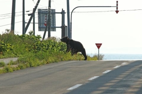 「毎日が恐怖です」クマ出没エリアから都心へ通勤　ケガしたら労災になるのか？