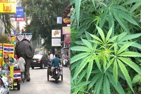 「タイで大麻吸う」動画が物議、犯罪に問われる可能性ある? 弁護士が「海外なら大丈夫は誤解」と警告するワケ