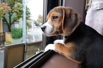 「親族に愛犬を殺されました」帰省中にペットを預けたら事故発生…治療費や慰謝料は請求できるのか